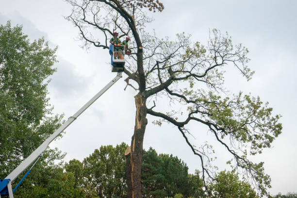 Best Root Management and Removal  in Mar Mac, NC