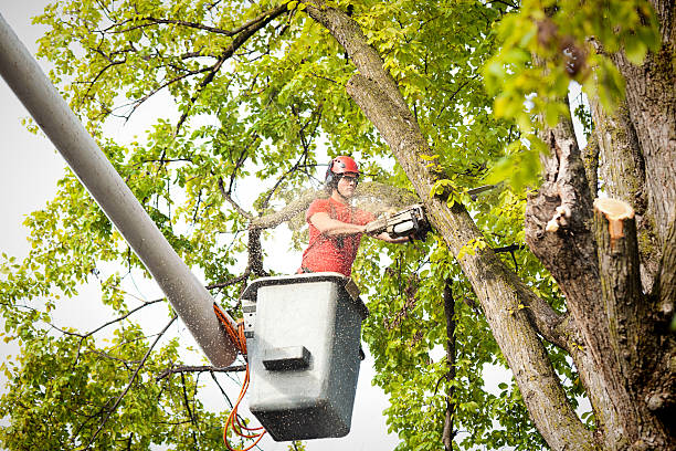 Best Tree Trimming and Pruning  in Mar Mac, NC