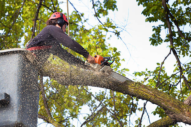 Best Palm Tree Trimming  in Mar Mac, NC